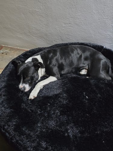 Customer's black and white dog resting on a round, fluffy Cama Antiestrés para Perros.
