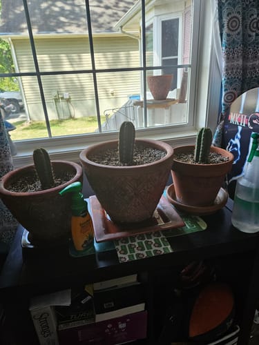 Customer photo review of San Pedro Cactus | Trichocereus (Echinopsis) Pachanoi