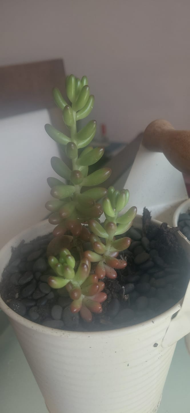 Customer photo review of Sedum rubrotinctum ‘Aurora’