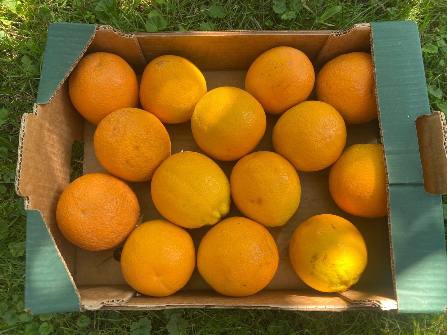 Customer photo review of Orangen Lane Late Bio von Apostolis Kreta 4kg Box