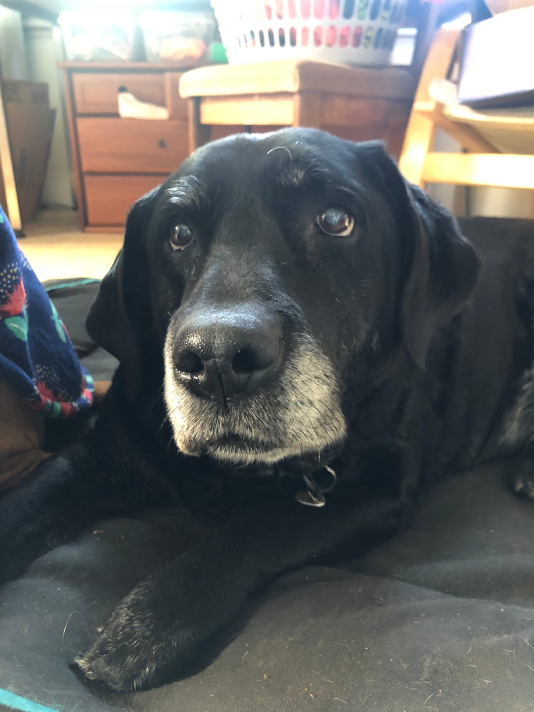Customer photo review of 4CYTE Canine Epiitalis Forte for Dogs