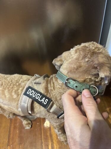 Customer photo review of SafeWalk® Chest-Clip Dog Harness