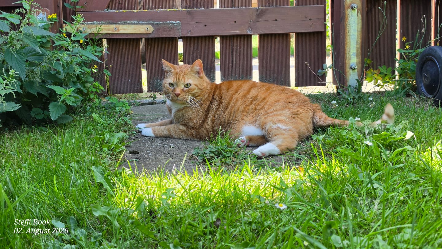 Customer photo review of 3% CBD Tropfen für Katzen und kleine Hunde 10ml