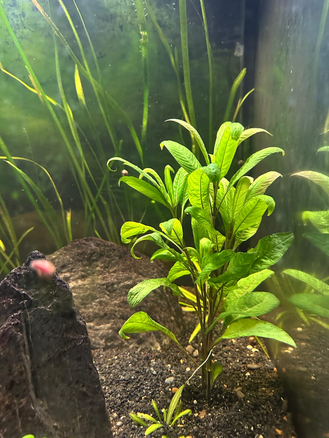 Customer photo review of Temple Plant (Hygrophila Corymbosa v. N. Stricta)