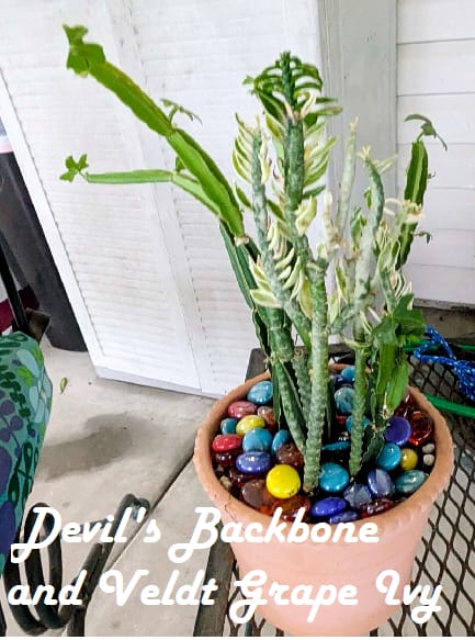 Customer photo review of Cissus quadrangularis