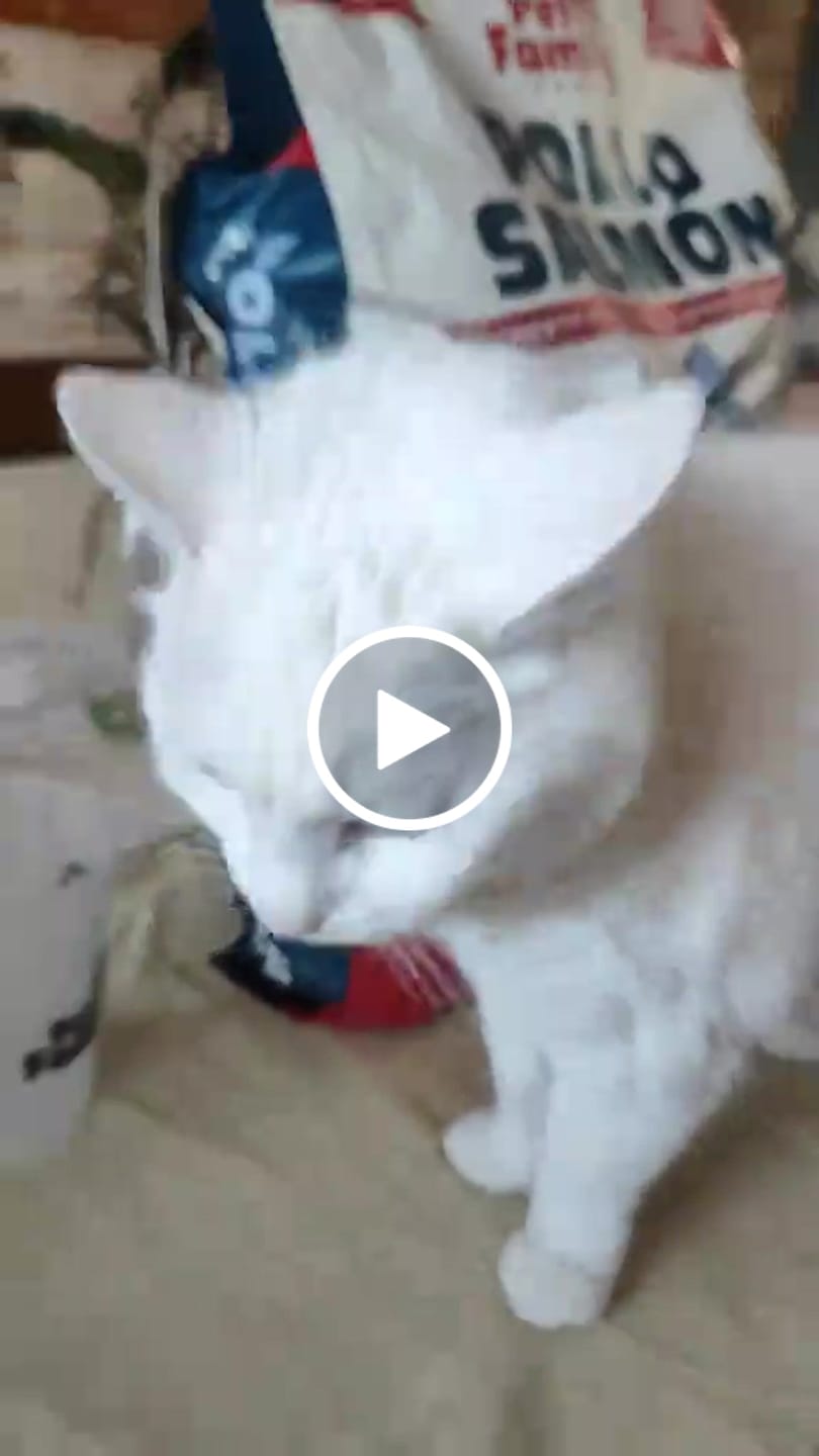 Customer video review of PetFamily Foods Razas Pequeñas