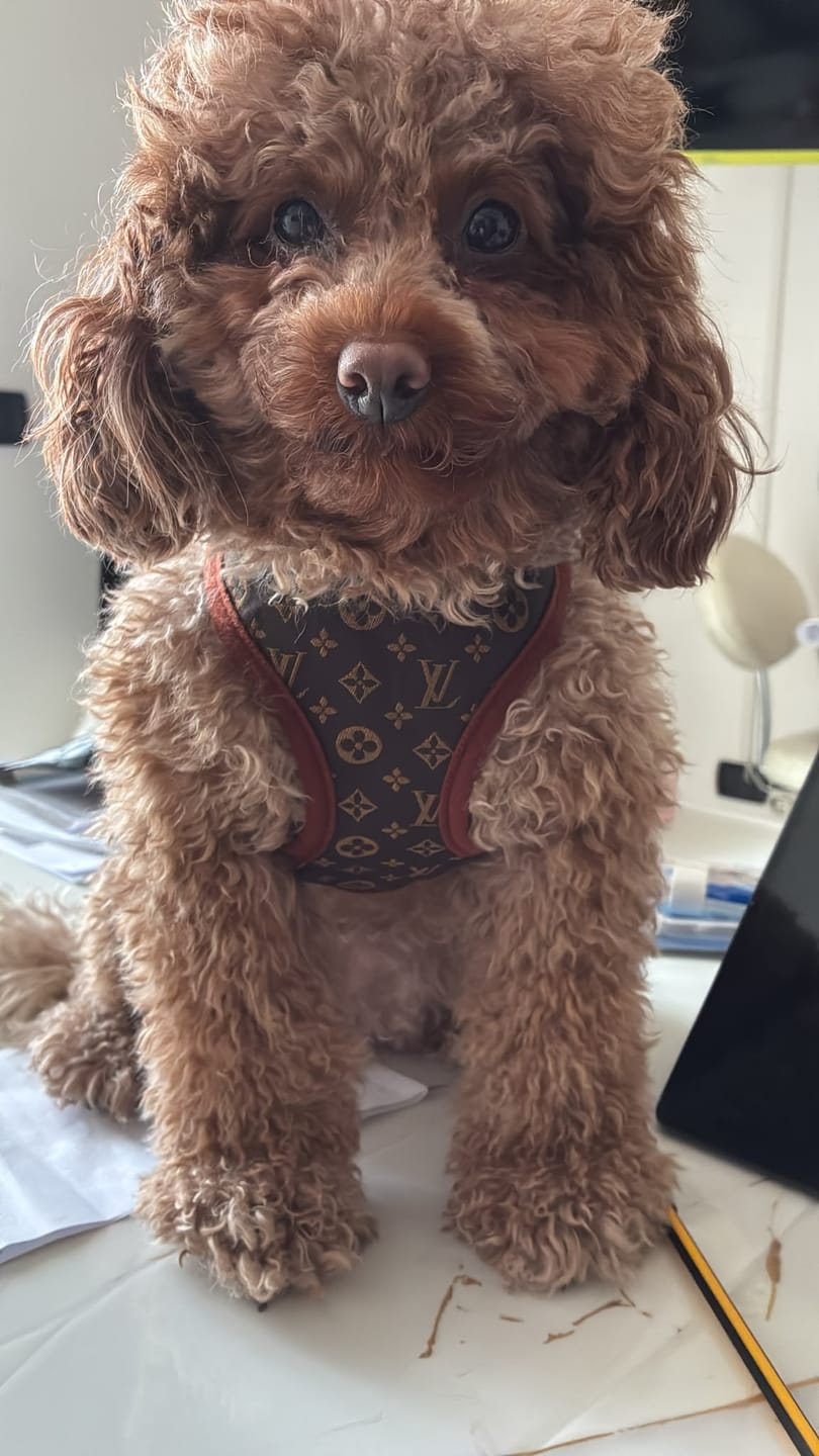 Customer photo review of Pettorina e guinzaglio Louis Pawtton