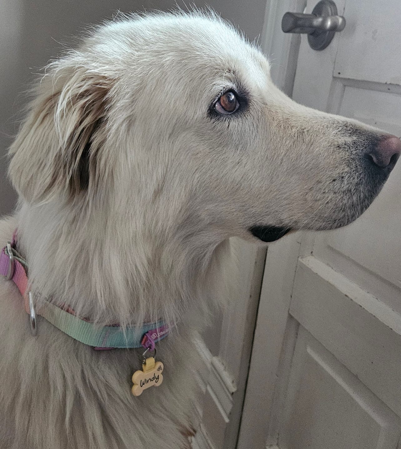 Customer photo review of Martingale Collar Sets