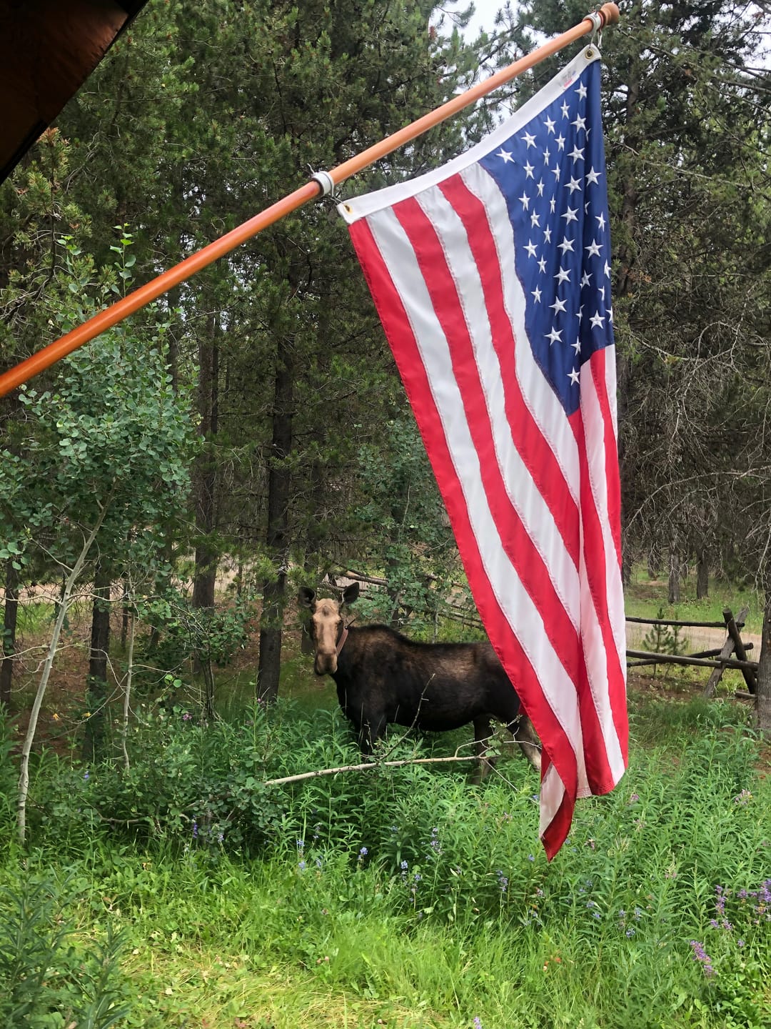 Customer photo review of 4' x 6' American Flag