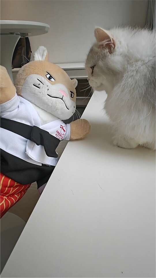 Customer photo review of Peluche Réconfortante pour Chat – Un compagnon doux au quotidien