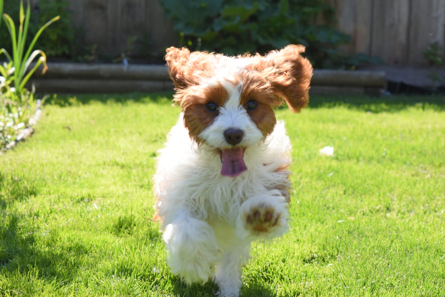 Customer photo review of 12 Inch Standard Braided Bully Stick