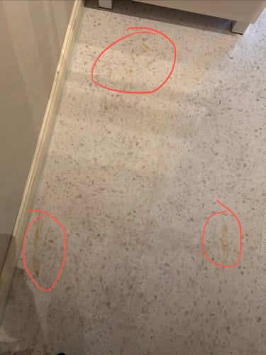 Customer's Lisboa Terrazzo fliser på gulv med røde sirkler rundt flekker og misfarginger.