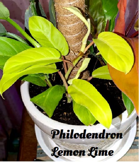 Customer photo review of Philodendron 'Lemon Lime' Upright Vining