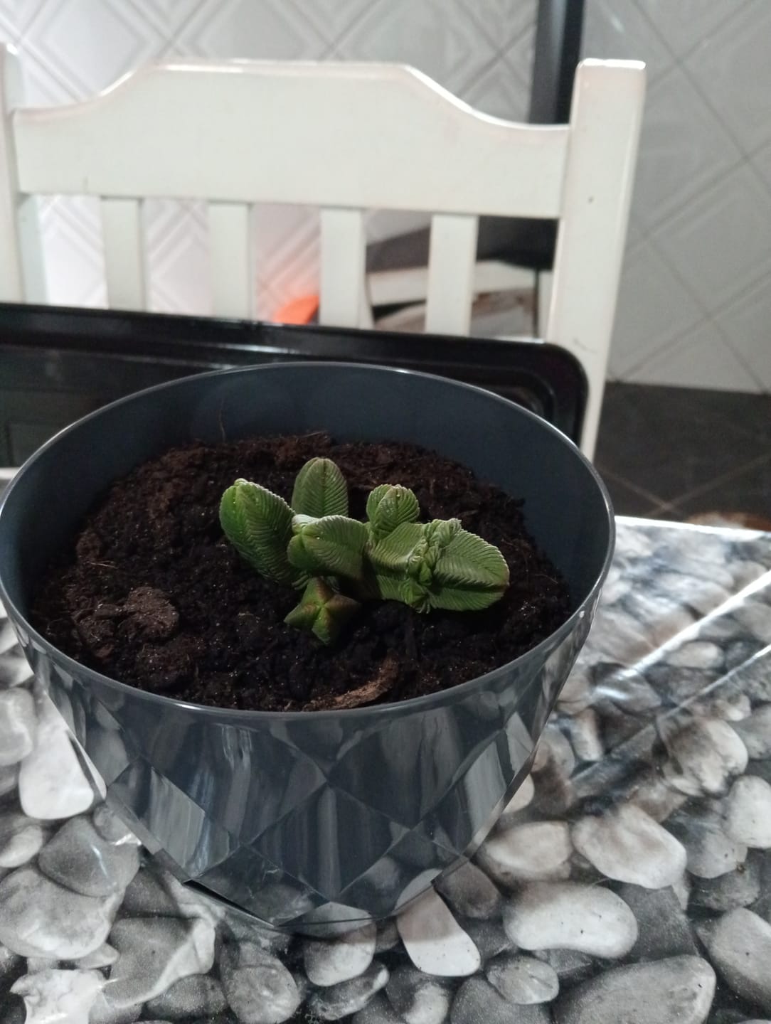 Customer photo review of Crassula pyramidalis