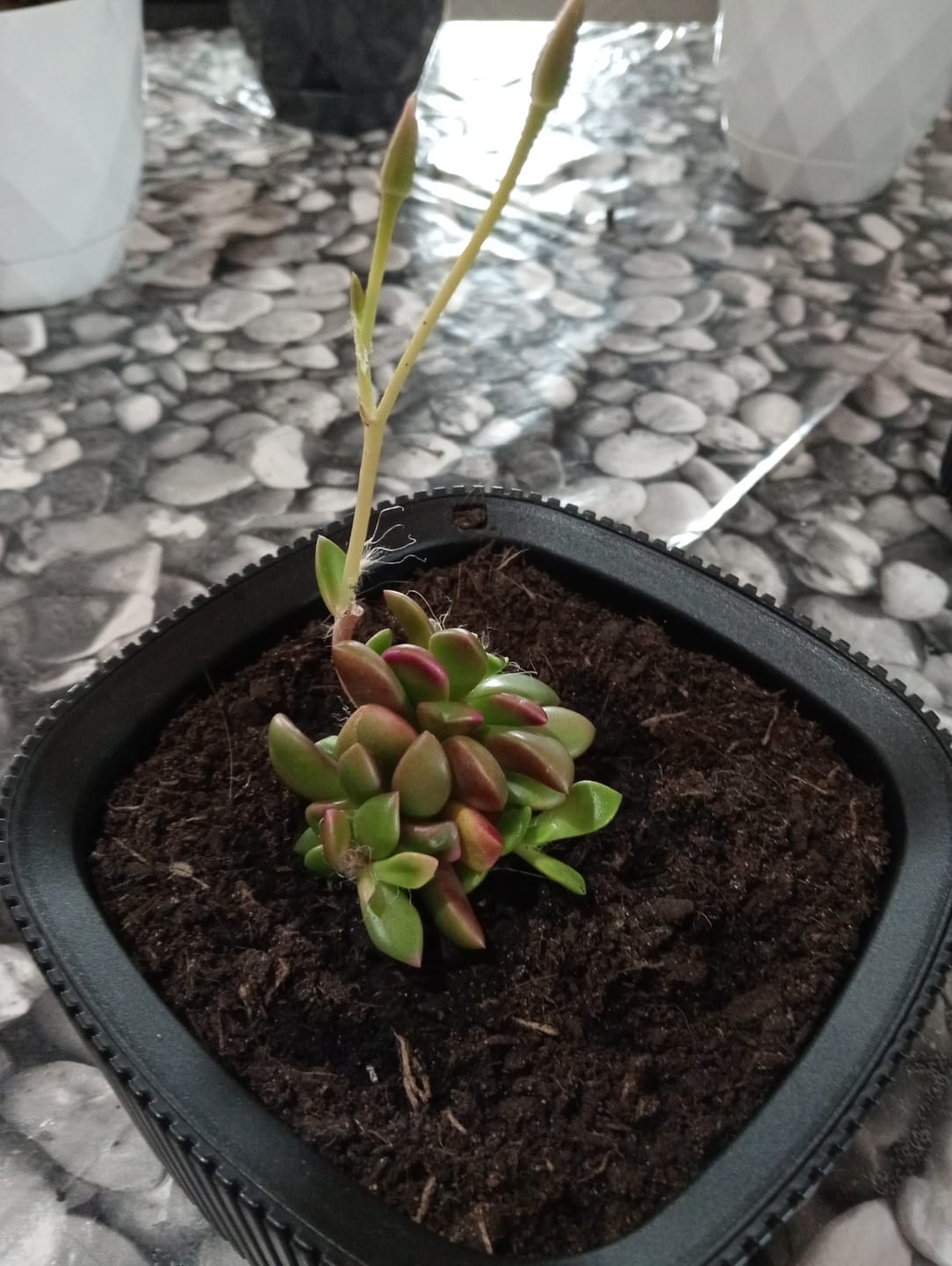 Customer photo review of Anacampseros rufescens variegata