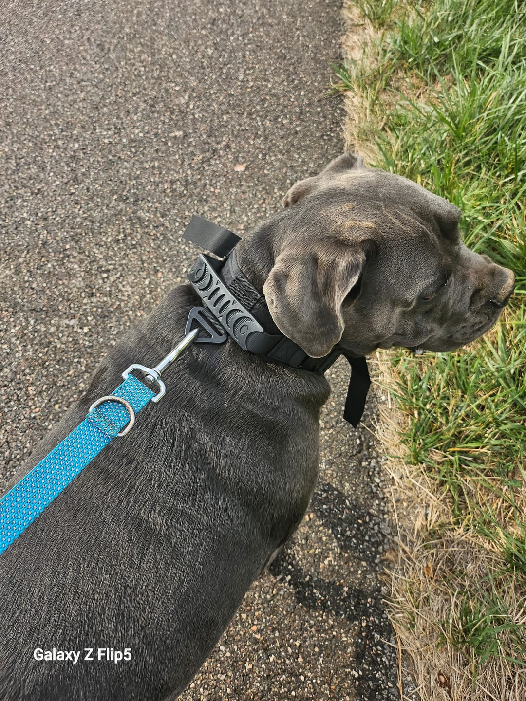 Customer photo review of Collier chien militaire - TactiK9 v2 : Réglable et ultra-résistant