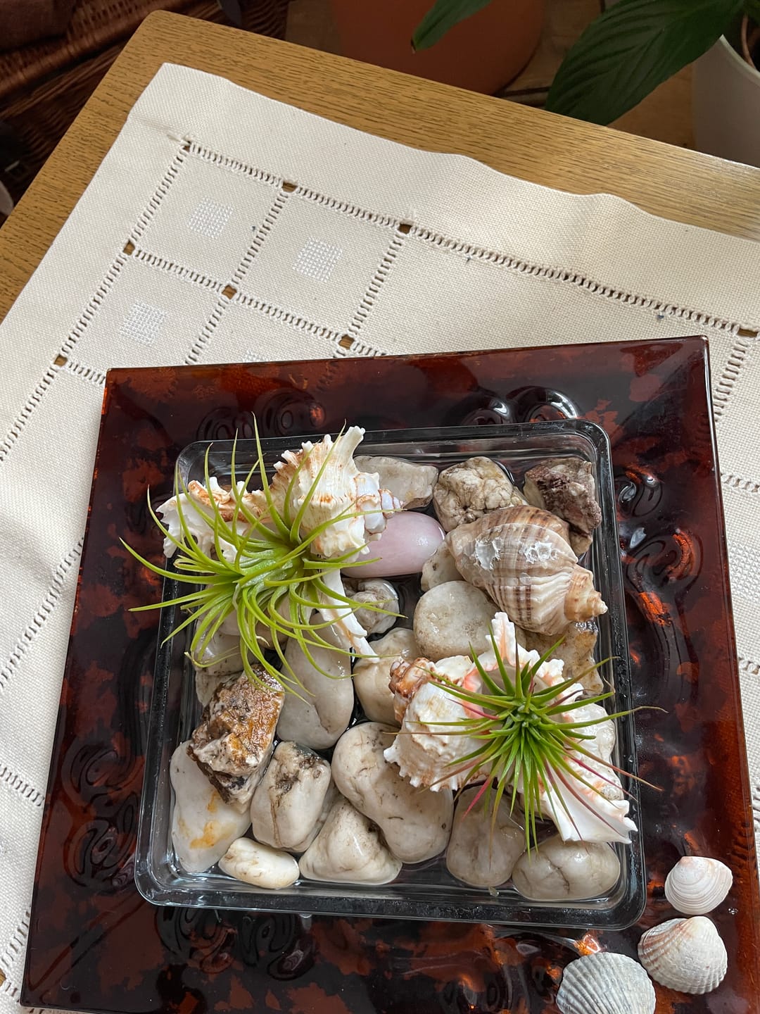Customer photo review of Tillandsien Pflegespray