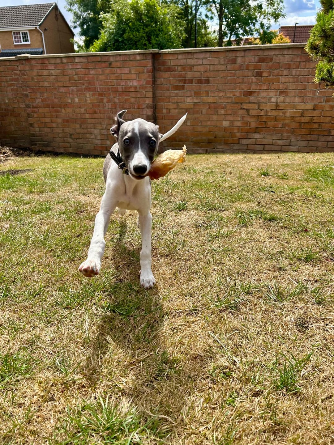 Customer photo review of Goat Ears (5pk)