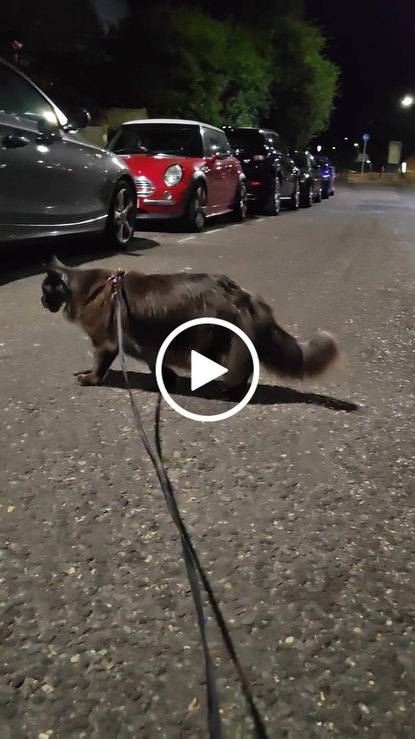 Customer video review of The Supakit Cat Harness