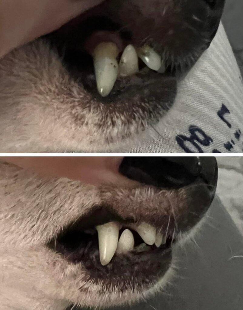 Customer photo review of Nettoyeur Dentaire Ultrasonique pour chien – Une bouche plus saine