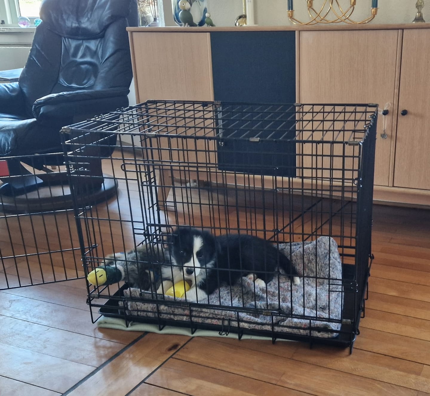 Customer photo review of Hundebur Til Bilen, Foldbart & Smart Design