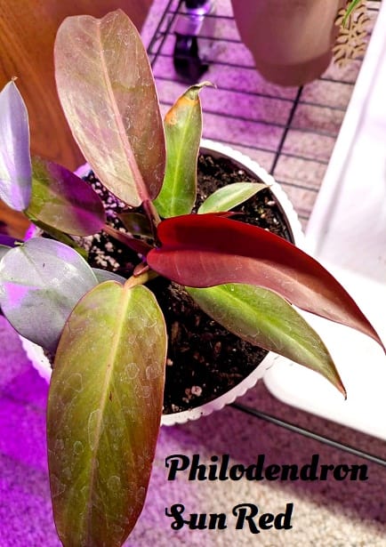 Customer photo review of Philodendron 'Sun Red'