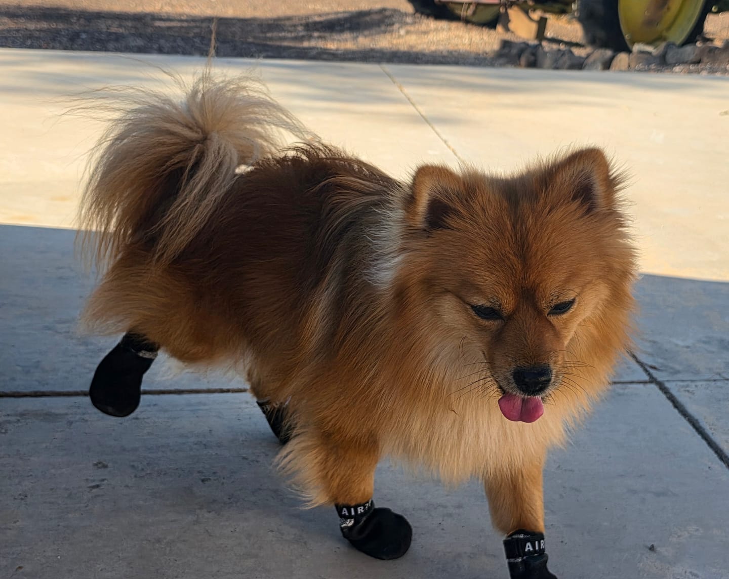 Customer photo review of AIR PUP SOCKS / BOOT LINERS - SET OF 4