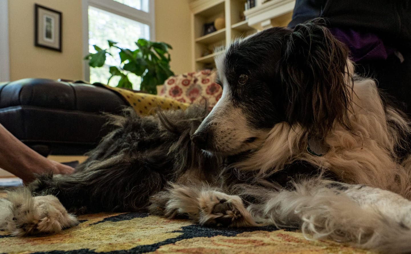Customer photo review of Allergy & Immune Bites for Dogs