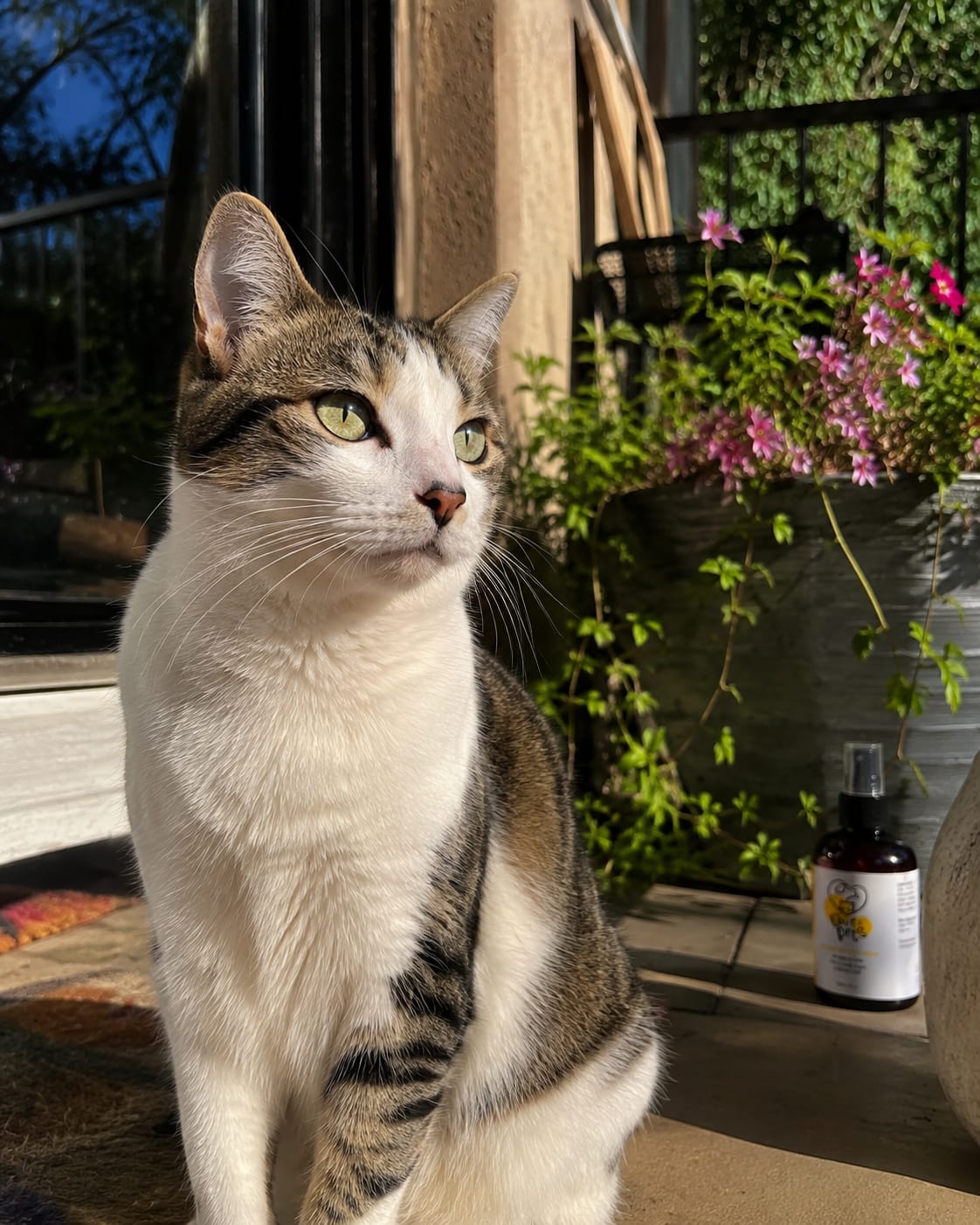 Customer photo review of Λοσιόν Λάμψης για Σκύλους & Γάτες 250ml , Απαλό και Λαμπερό Τρίχωμα Χωρίς Ξέβγαλμα