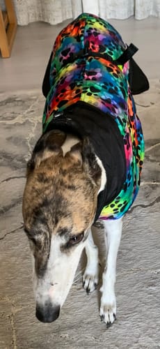 Customer photo review of Envis - Whippet / Greyhound Coat with Underbelly and Harness Hole