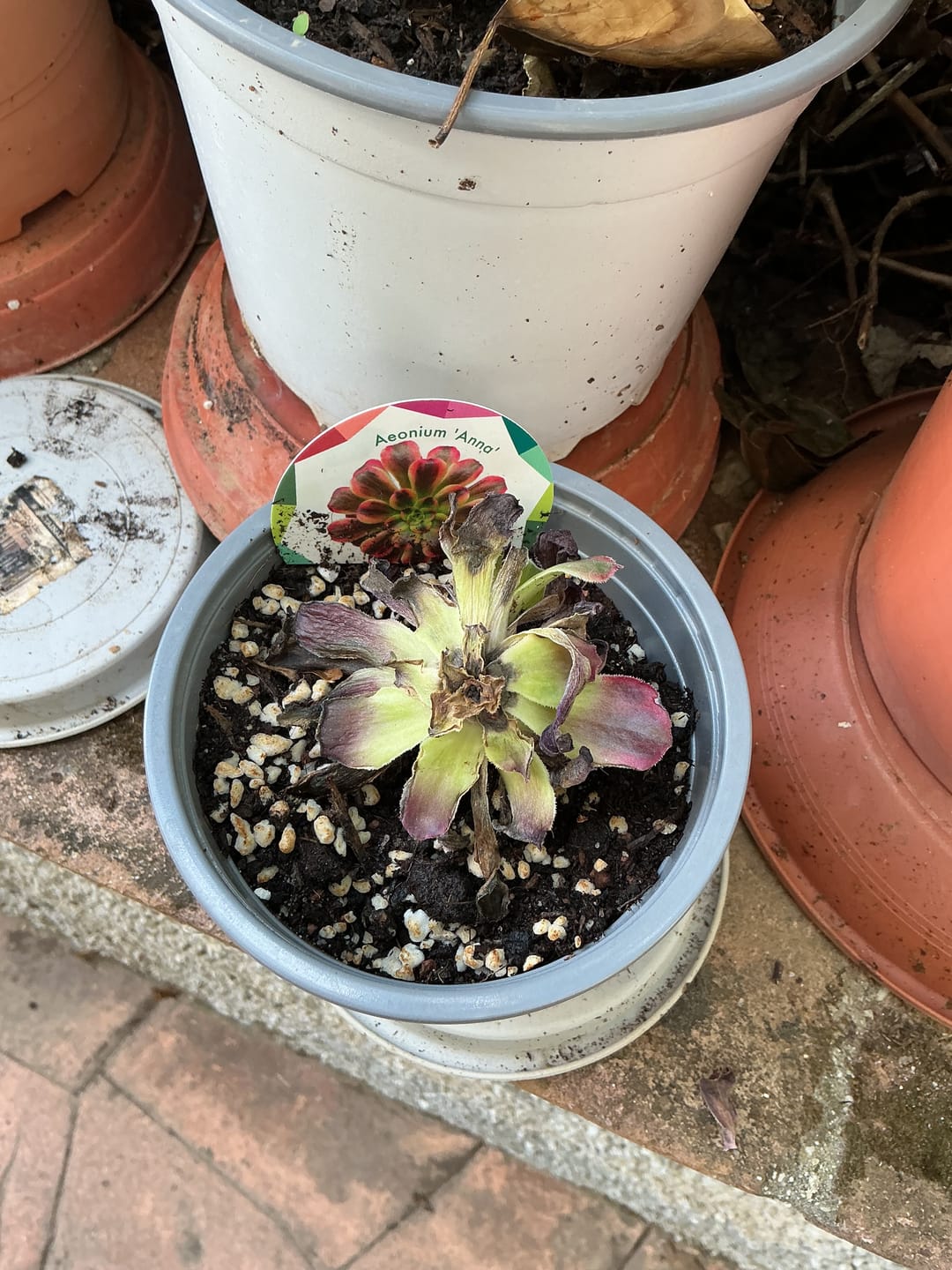 Customer photo review of Aeonium Anna