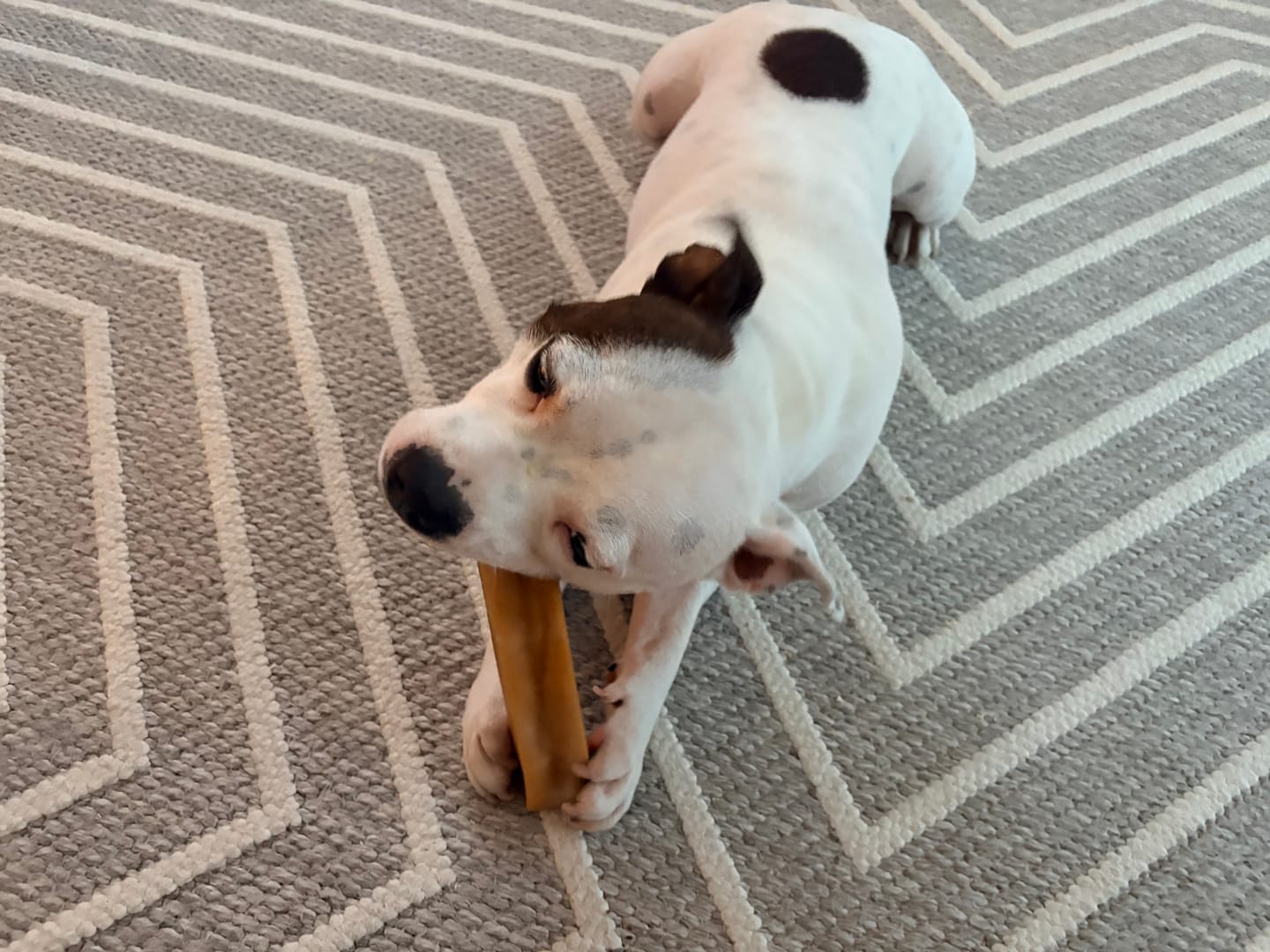 Customer photo review of Himalayan Yak Chew (MEGA)