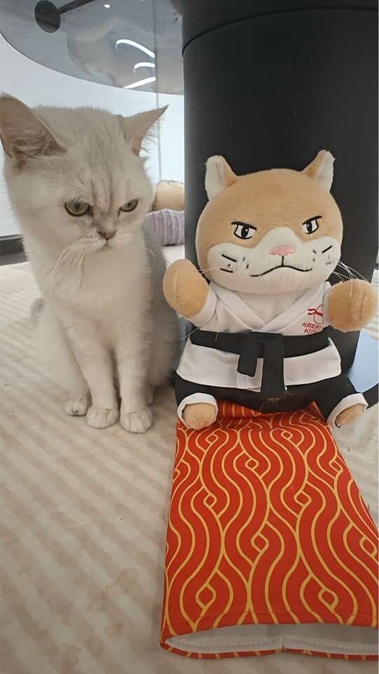 Customer photo review of Peluche Réconfortante pour Chat – Un compagnon doux au quotidien