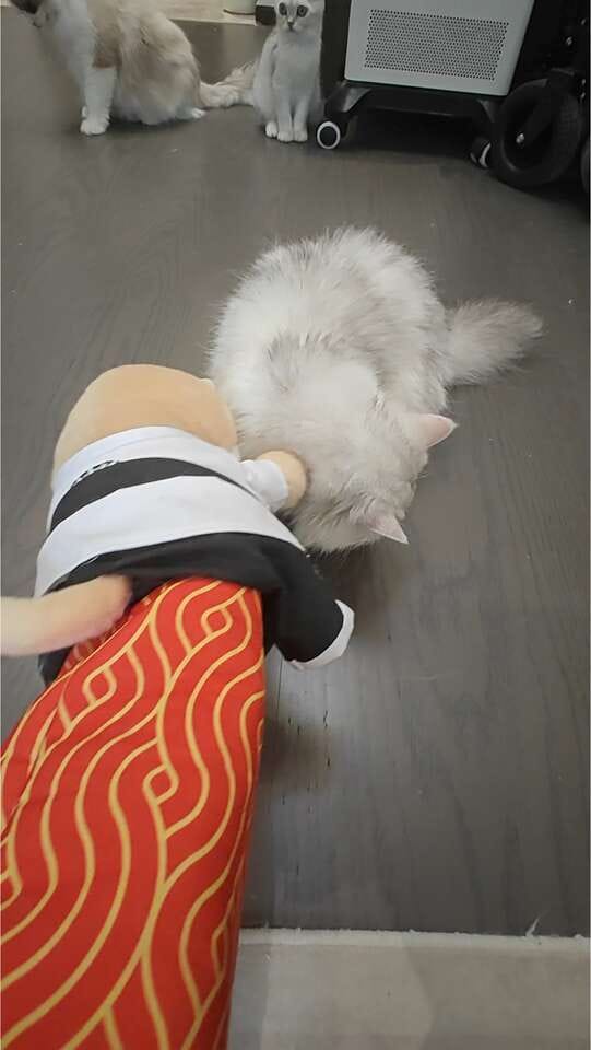 Customer photo review of Peluche Réconfortante pour Chat – Un compagnon doux au quotidien