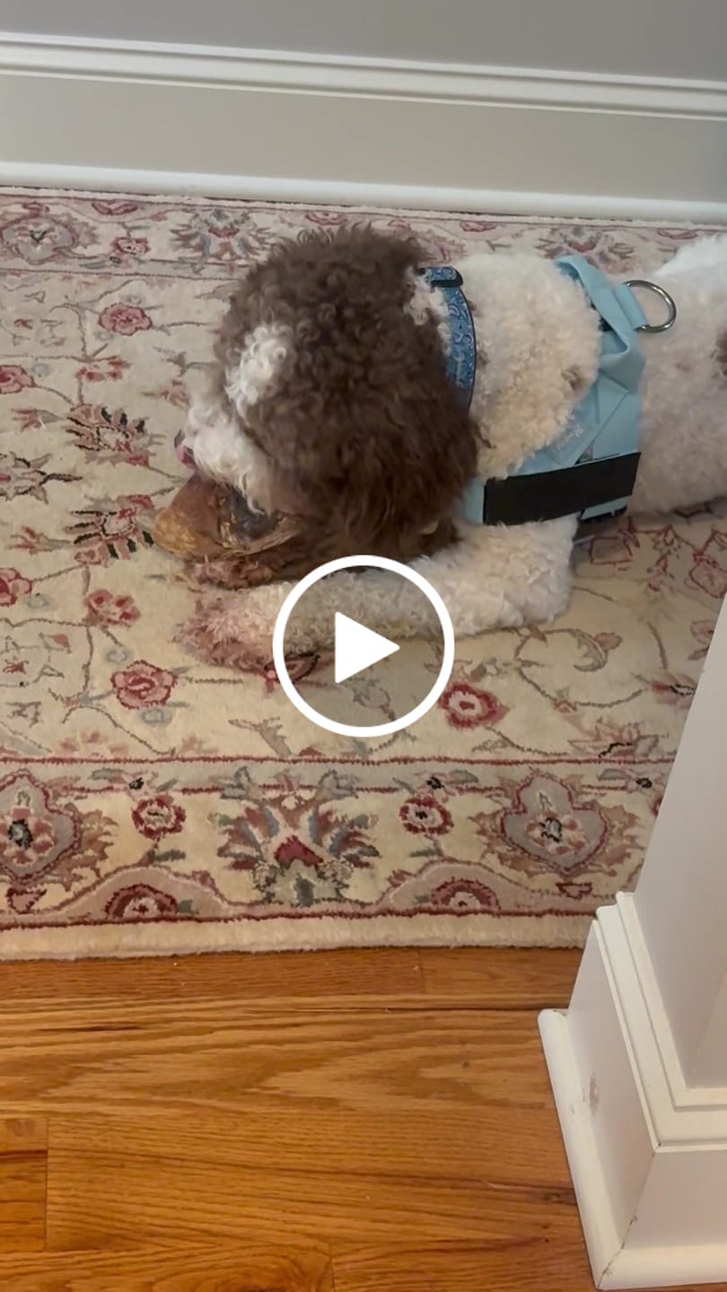 Customer video review of Chewy Ostrich Whole Gizzard: The Protein & Omega-3 Rich, Natural Dog Chew Treat