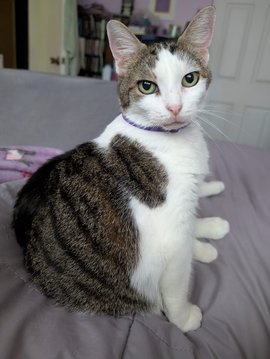 Customer photo review of FurLife™ - Natural Pheromone Calming Collar for Cats