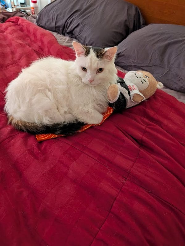 Customer photo review of Peluche Réconfortante pour Chat – Un compagnon doux au quotidien