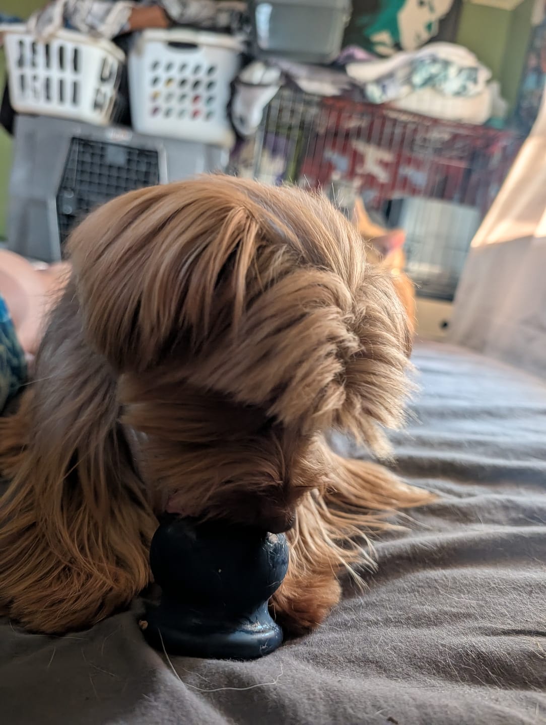 Customer photo review of Freezball - Durable Fillable Dog Chew Bone