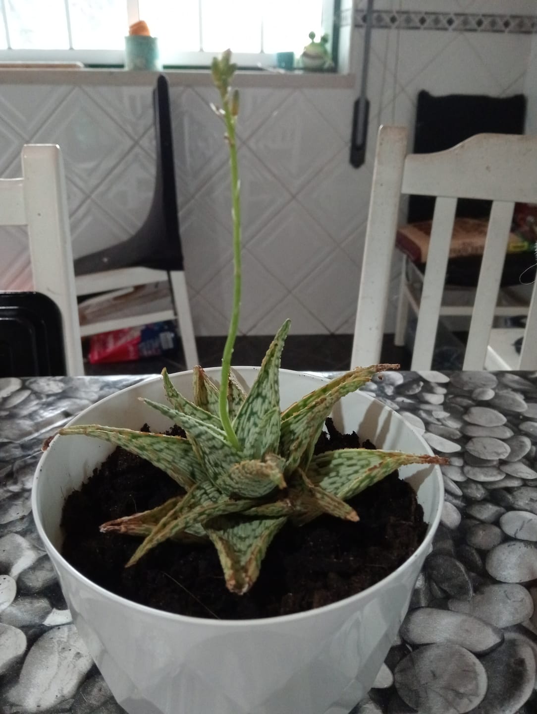 Customer photo review of Aloe 'Sugar Crystal'