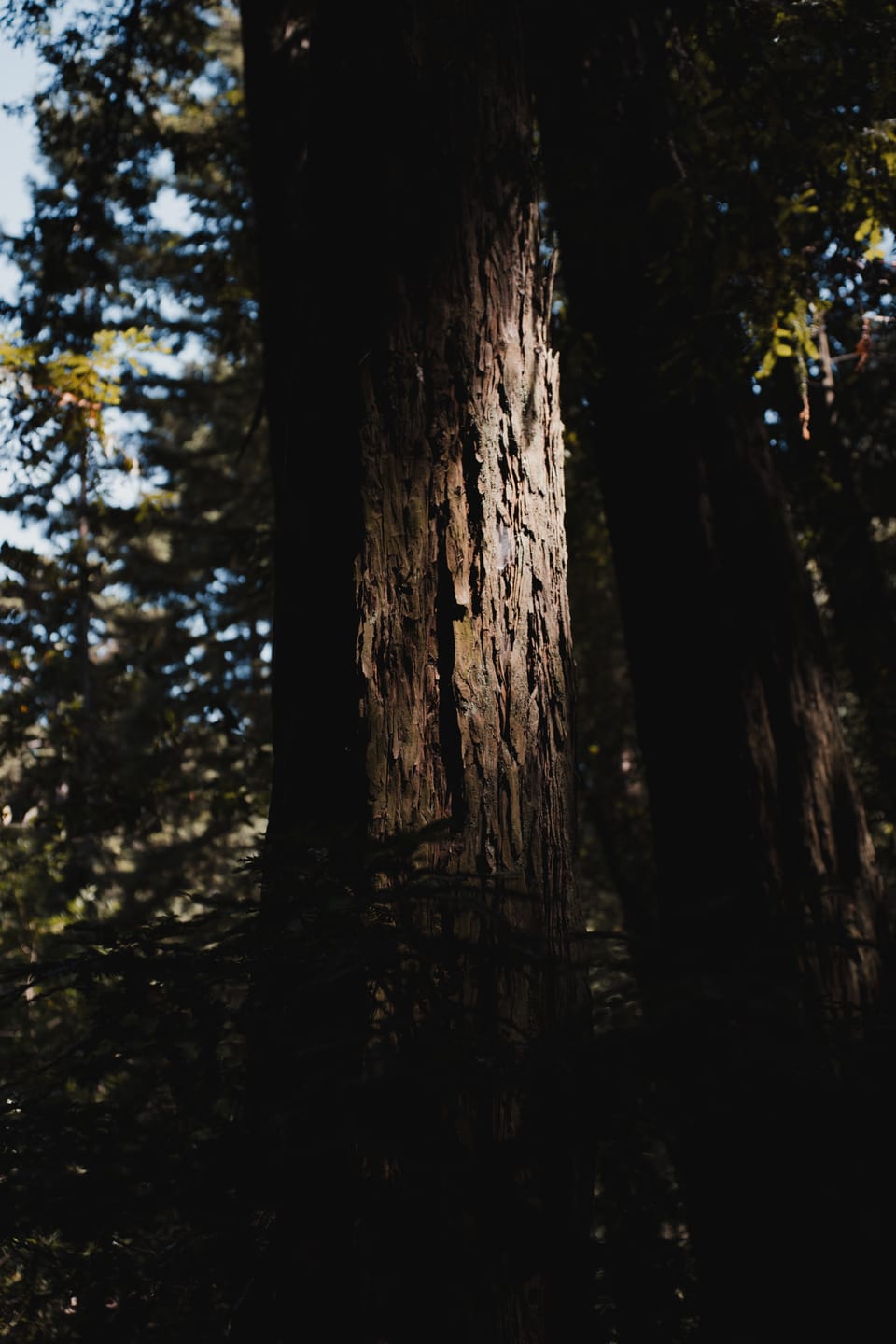 Customer photo review of Simera 28mm f/1.4 Z/M/E/RF/X Mount Full-Frame Manual Lens