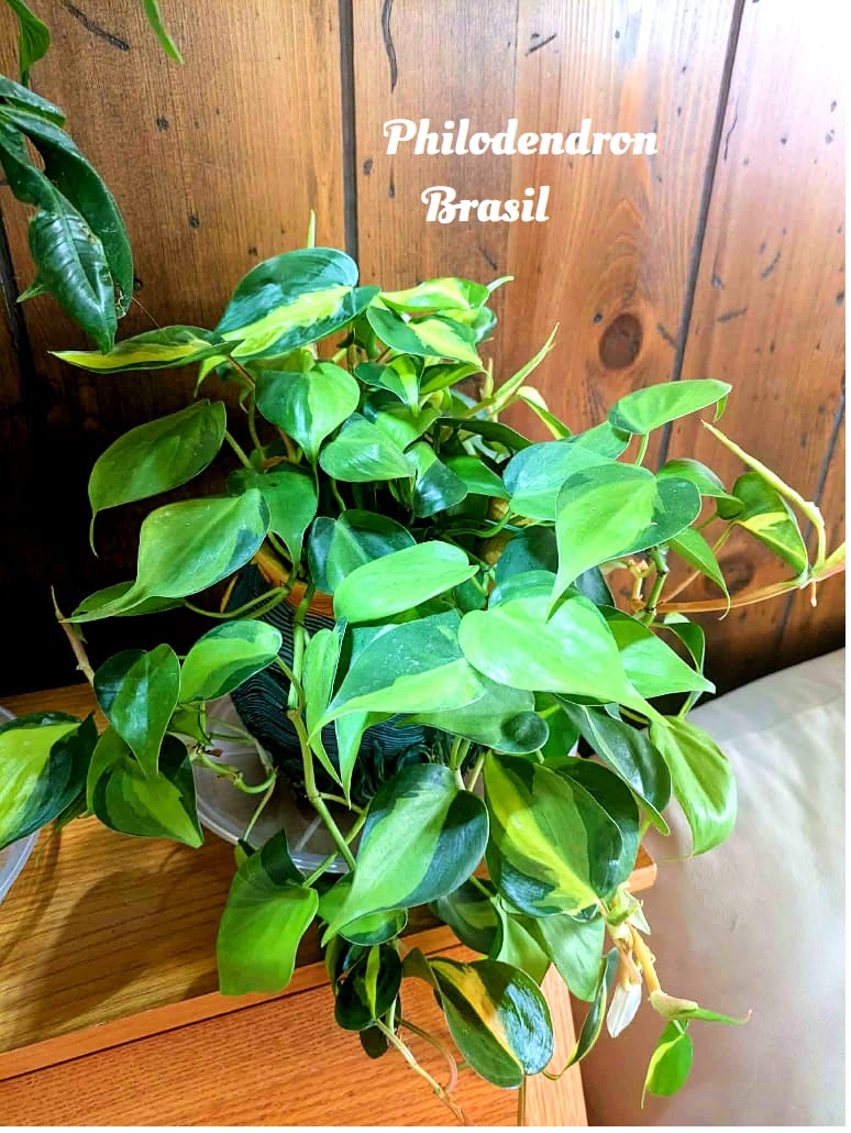Customer photo review of Philodendron hederaceum 'Brasil'