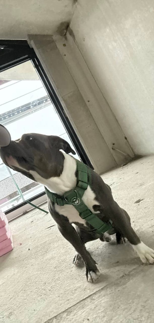 Customer photo review of Comfort Control No-Pull Dog Harness and Multipurpose Leash Set - Green