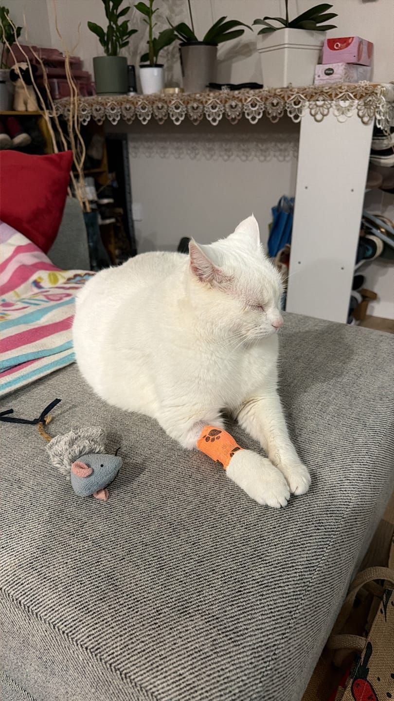 Customer photo review of Revolution PLUS for Large Cats 5-10kg