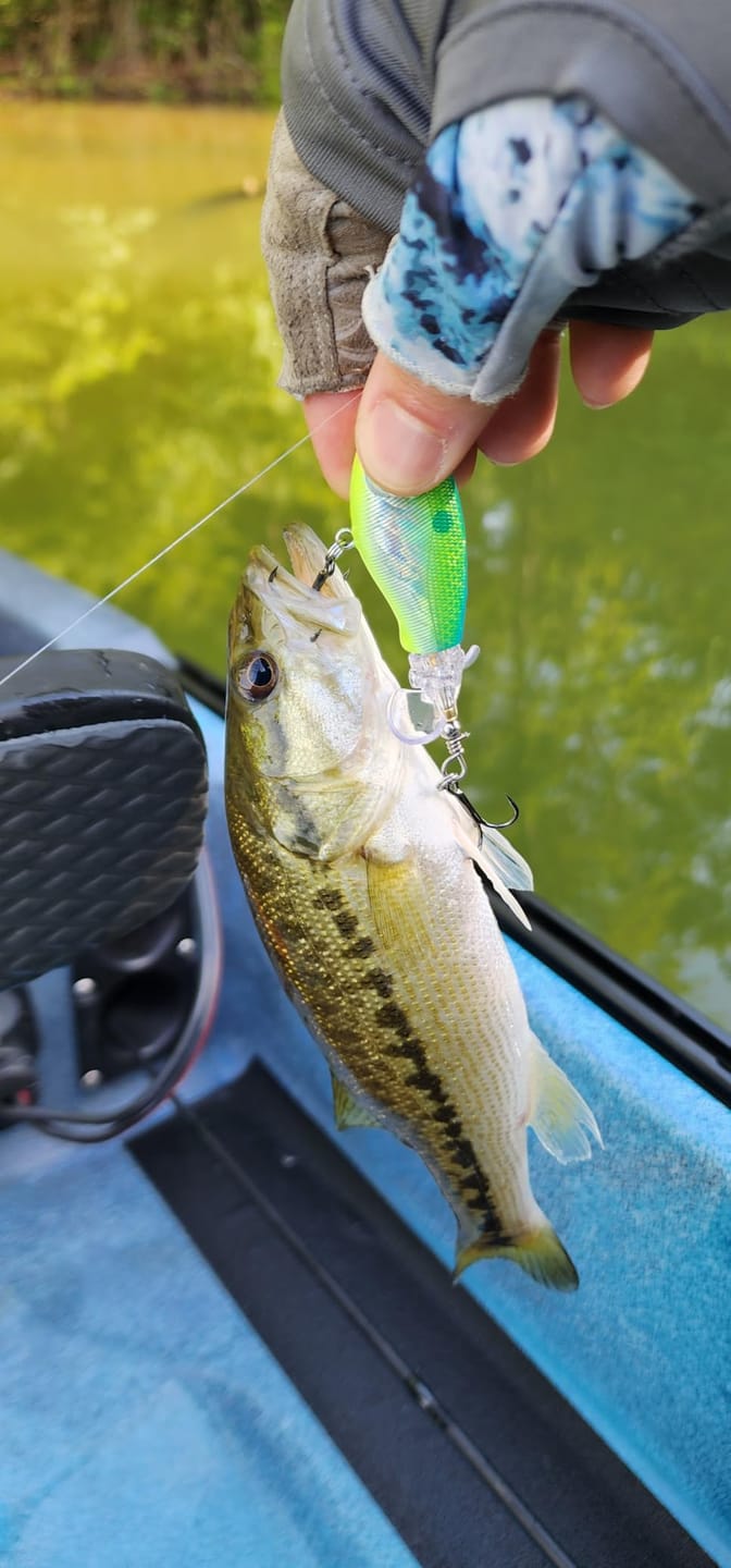 Customer photo review of PoPobait Topwater Bass Lure Plopper Lure | Double Blade