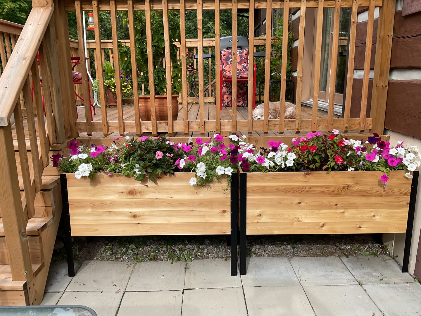 Customer photo review of Canada Day | 18" x 48" Raised Garden Bed