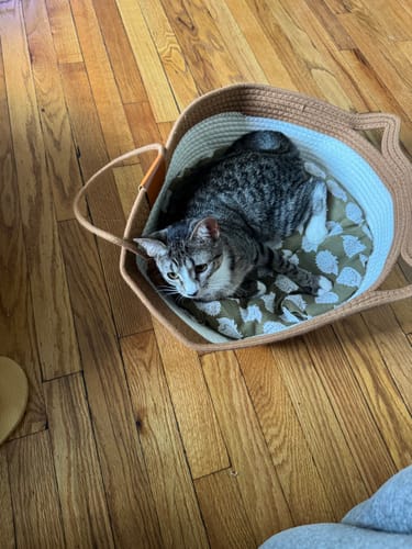 Customer's cat resting inside the round, beige and white Instinct Basket on a wooden floor.