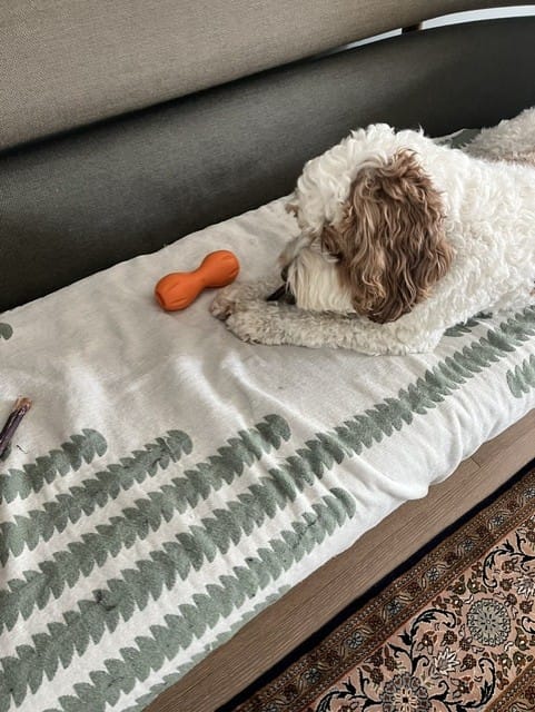 Customer photo review of 12 Inch Standard Bully Sticks