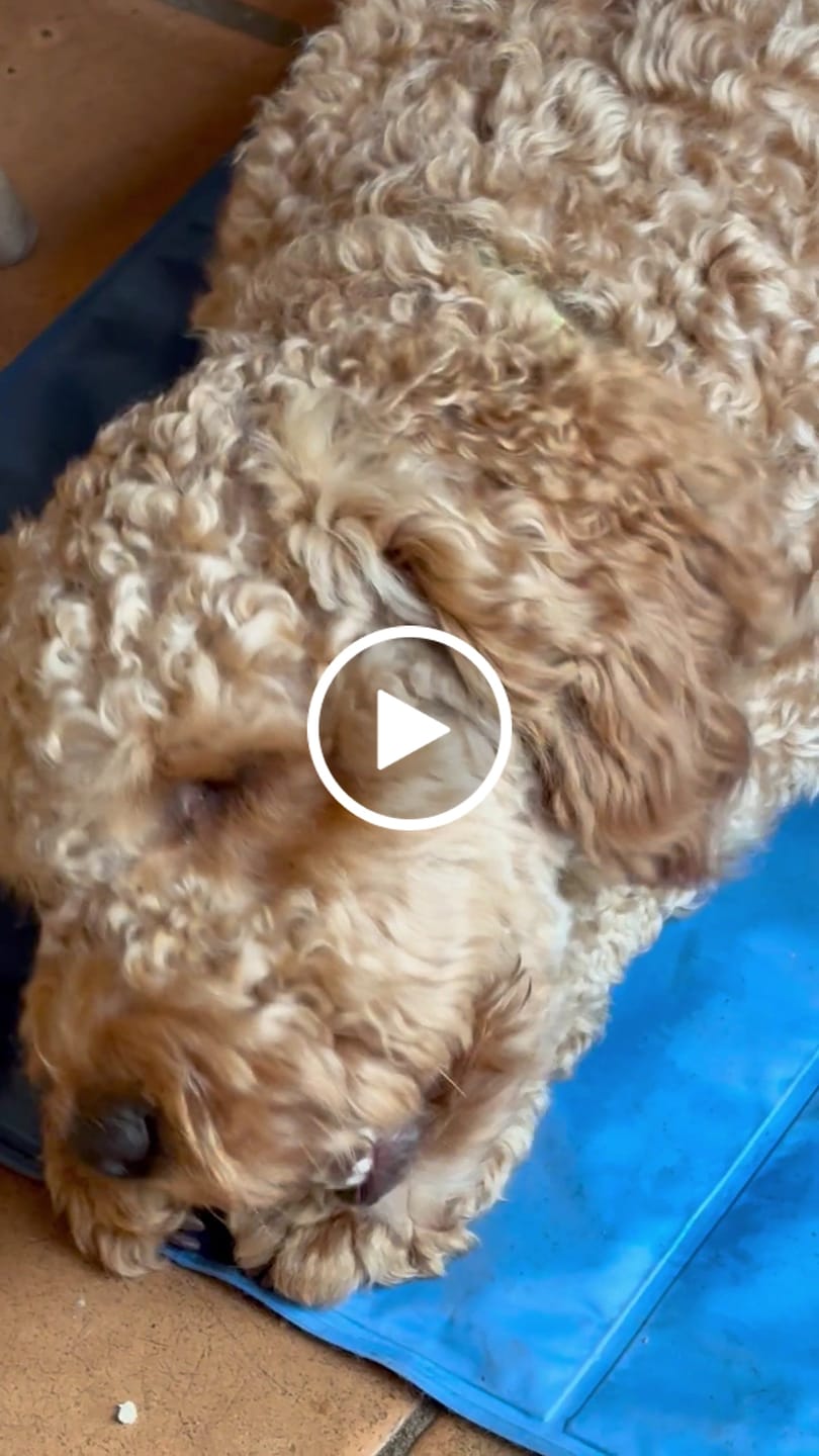 Customer video review of Himmaleh Yak Chews For Dogs
