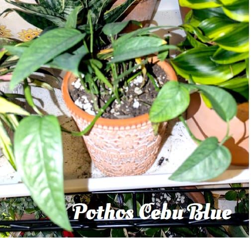 Customer photo review of Pothos Epipremnum pinnatum 'Cebu Blue'