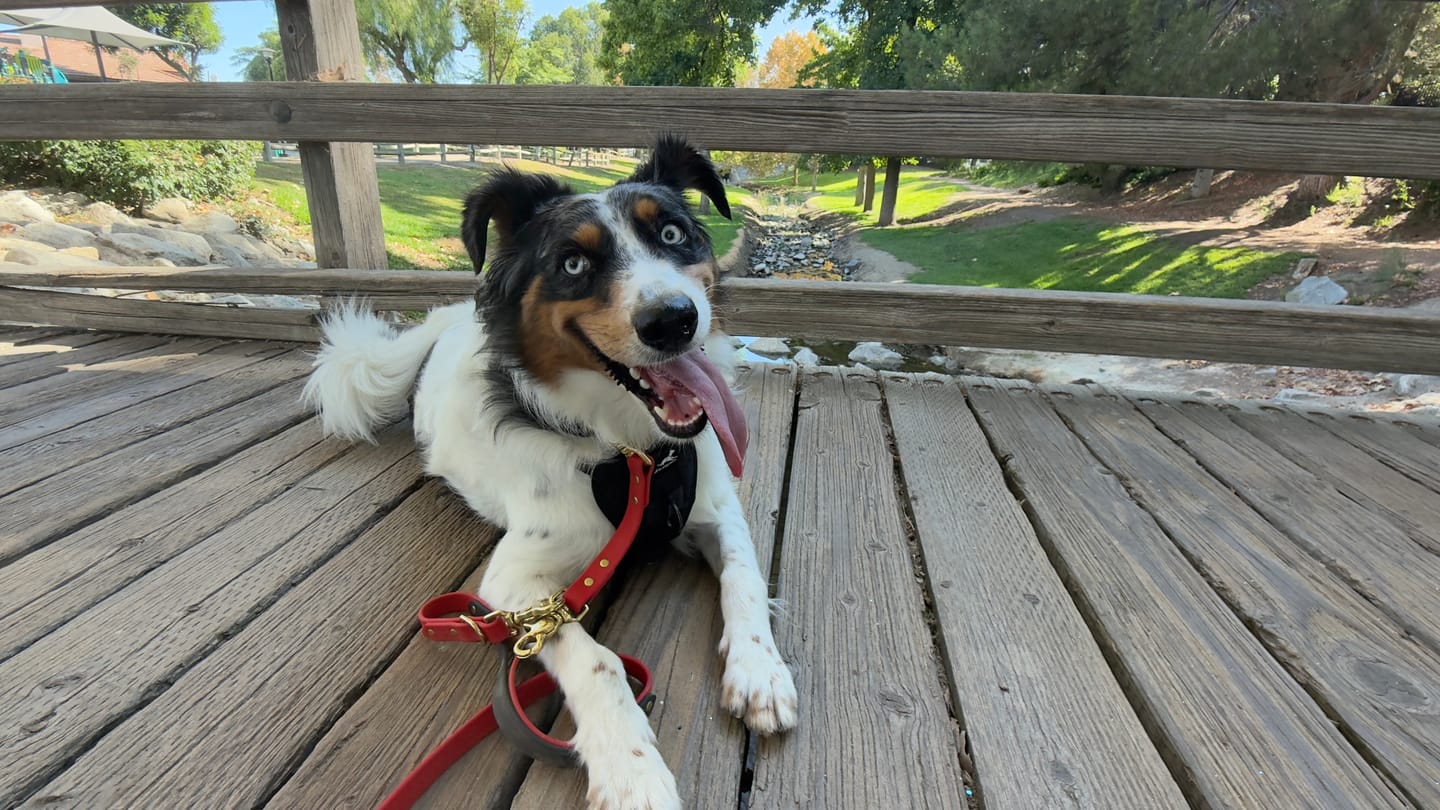 Customer photo review of Biothane Traffic Handle Dog Leash